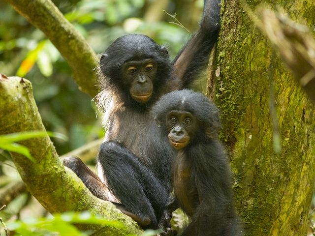 Bonobo siblings in a research station