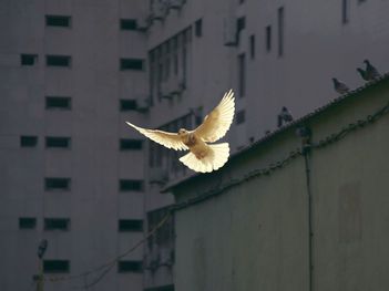 Weiße Taube im Flug vor Hochhäusern