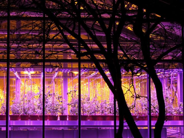 Purple illuminated greenhouse
