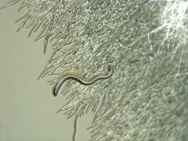  Mikroskopische Ansicht eines Fadenwurms, der in Gegenwart der Toxin-bildenden Bakterien abgetötet wird.