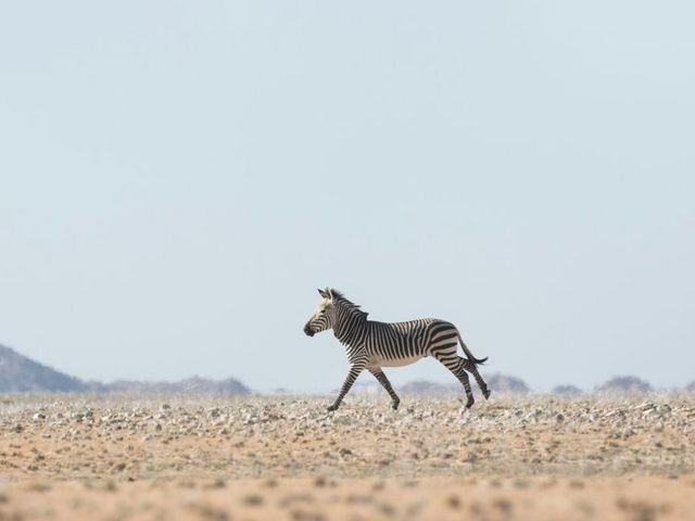 Zwei Zebras