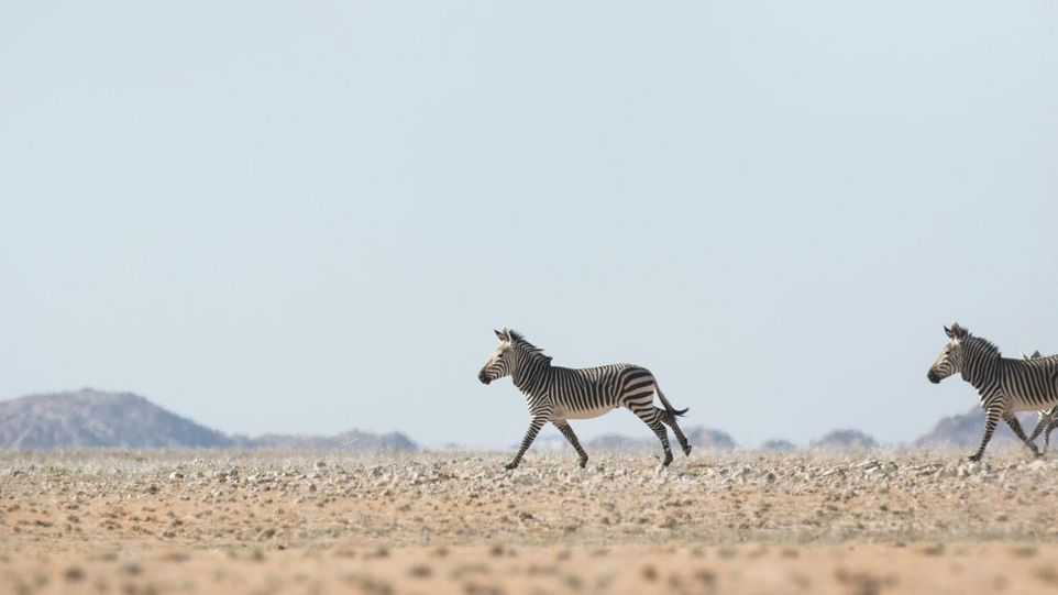 Zwei Zebras