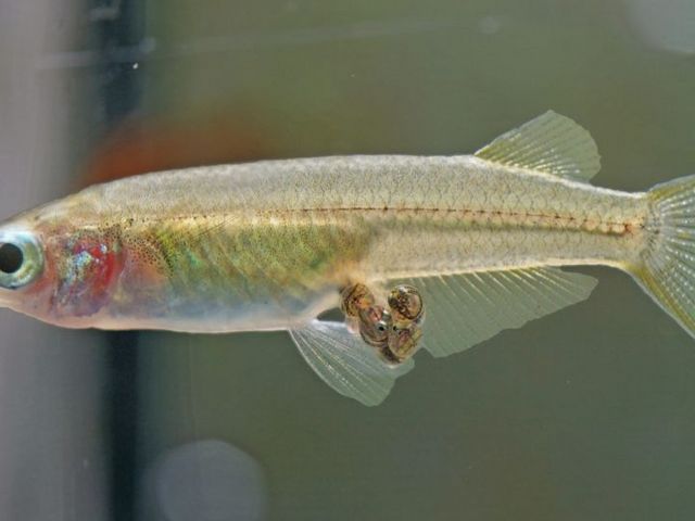 Brütendes Reisfisch-Weibchen