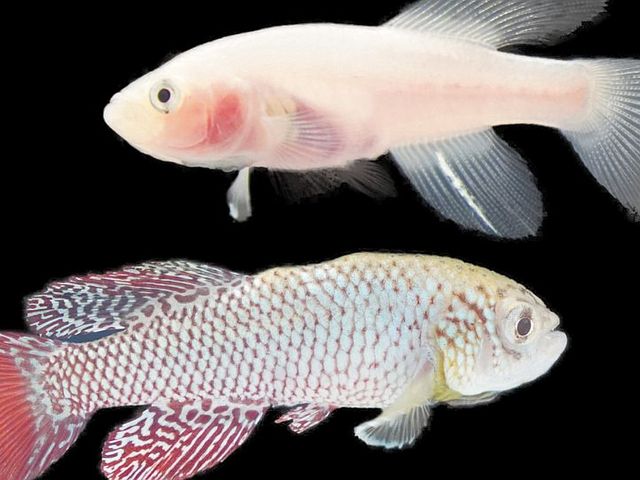 Fisch der klara-Linie im Vergleich zum Wildtyp