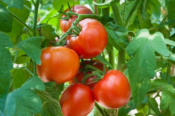 Tomaten mit Hitzegedächtnis