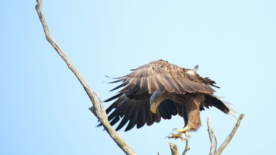 Seeadler