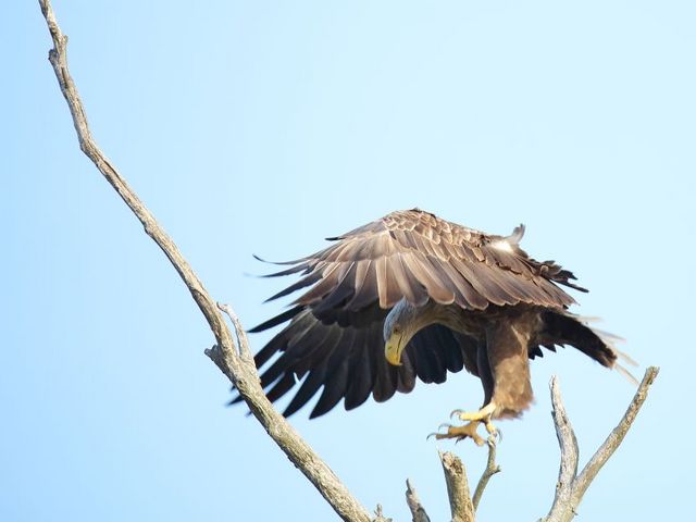 Seeadler