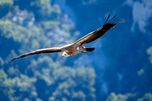 Geier im Aufwind