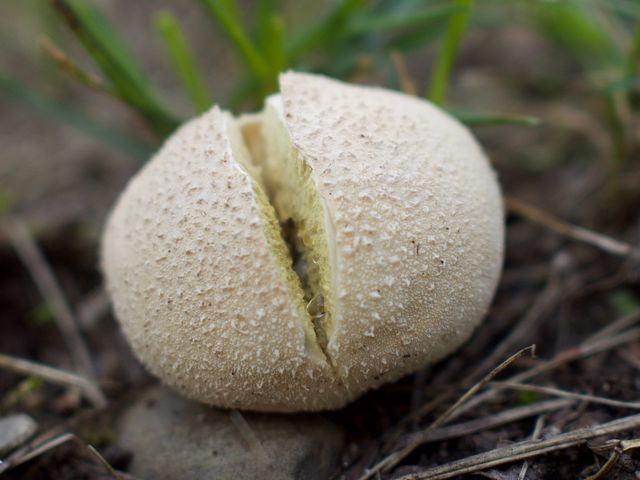 Nahaufnahme eines Pilzes, der am Boden wächst. 