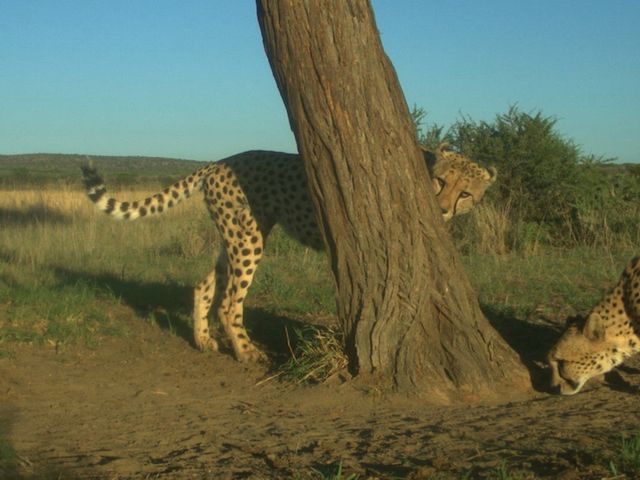 Geparden an einem Markierungsbaum
