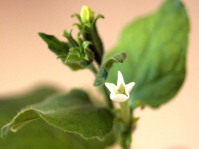 Pflanze mit weißer Blüte