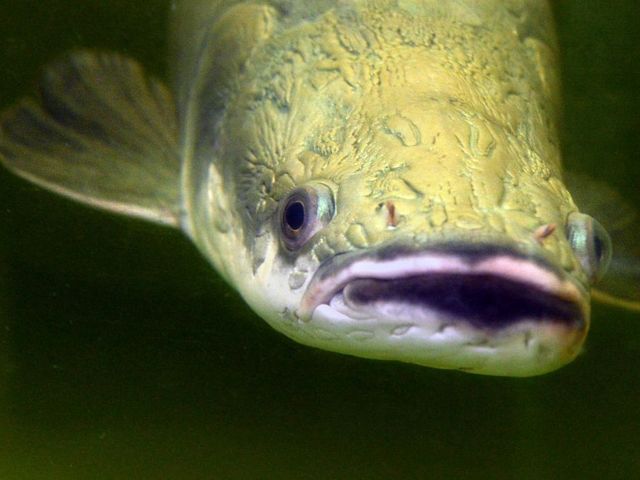 Fisch der Art "Arapaima"