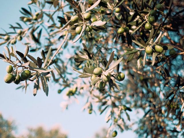 Zweige eines Olivenbaums